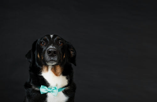 dapper dog gentleman with bowtie on black background