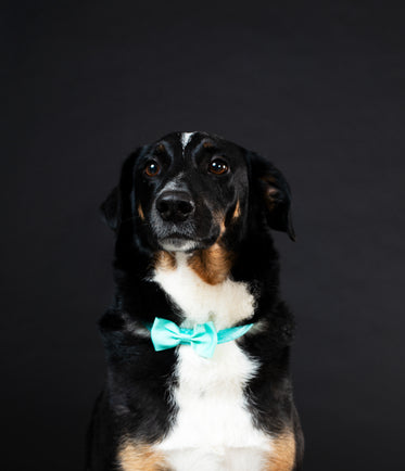 dapper dog gentleman with bowtie posing on black background