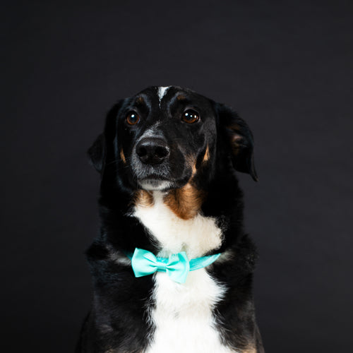 Dapper Dog Gentleman With Bowtie Posing On Black Background