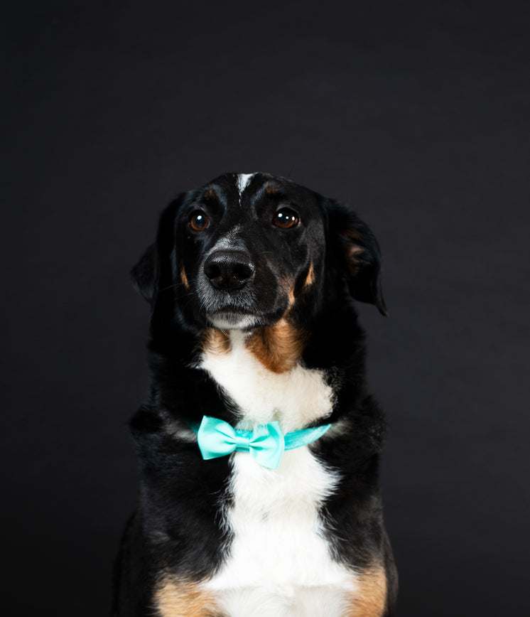 Dapper Dog Gentleman With Bowtie Posing On Black Background