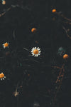 dark daisy
