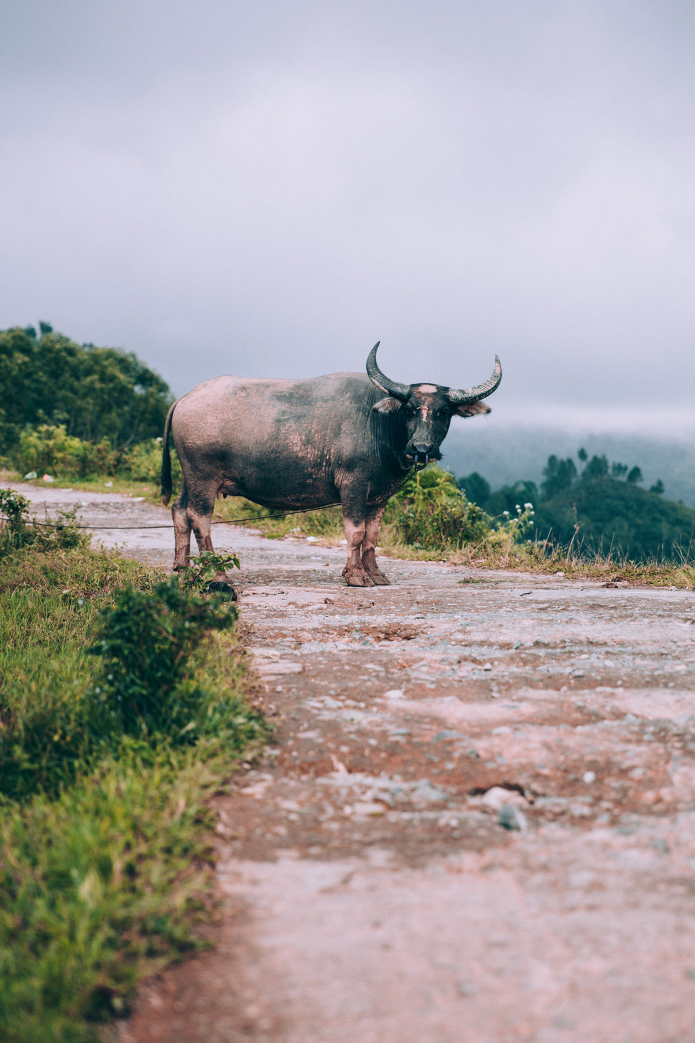 dark-eyed water buffalo stares curiously up dirt road