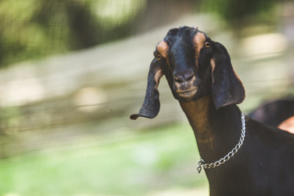 dark goat on farm
