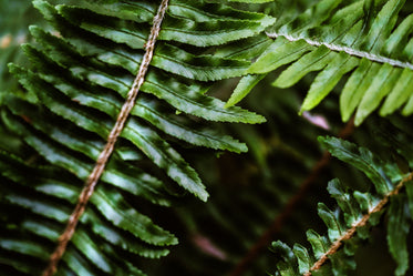 dark green foliage