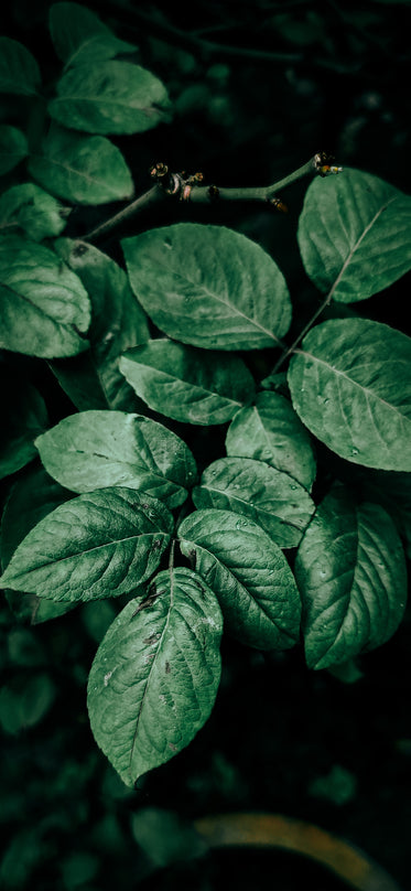 Browse Free HD Images of Dark Green Healthy Plant Leaves