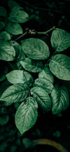 dark green healthy plant leaves