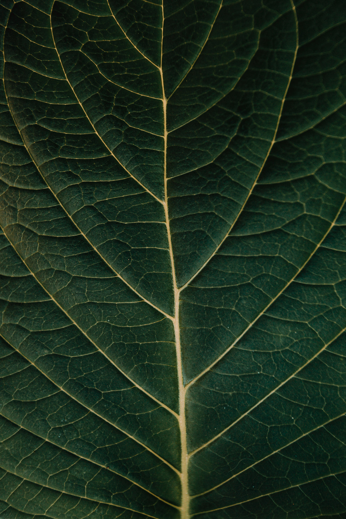 dark green leaf showing the details