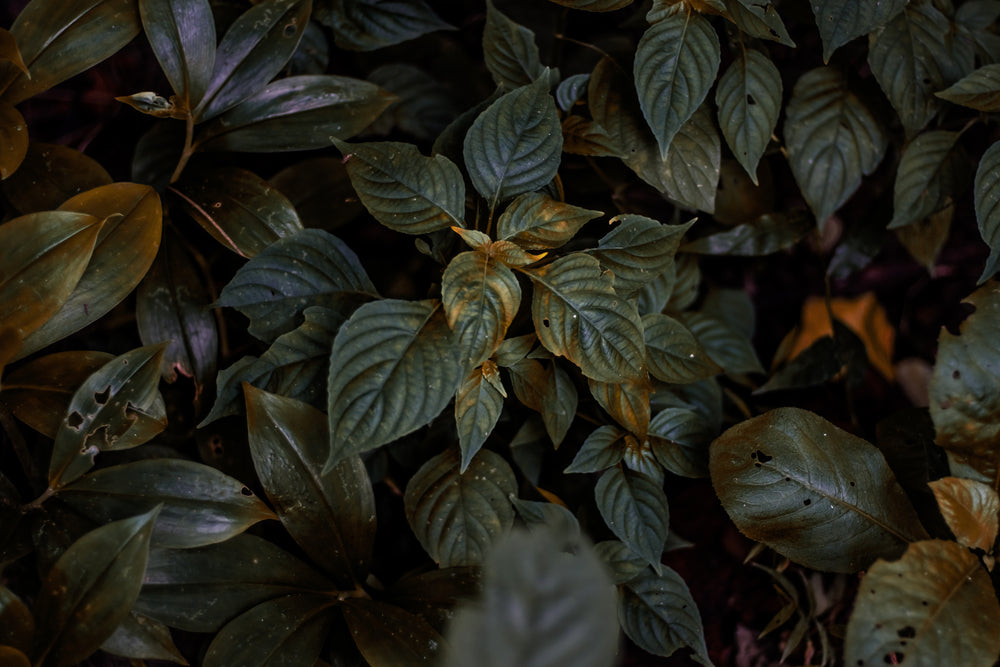 dark image of a plants leaves with yellow spots