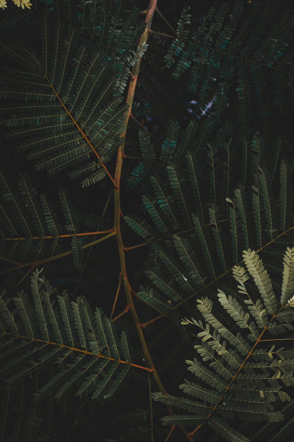 dark photo green plant with small leaves