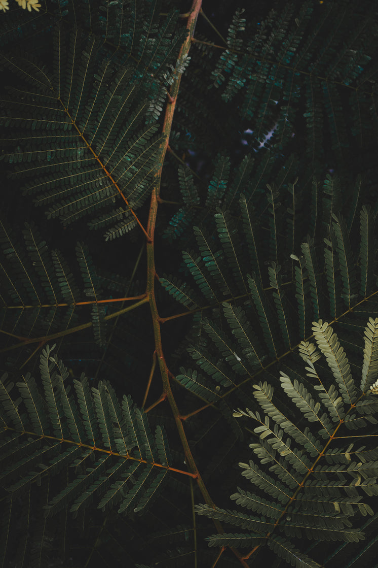 Dark Photo Green Plant With Small Leaves