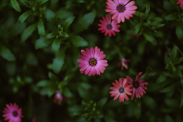 dark pink flower in bloom