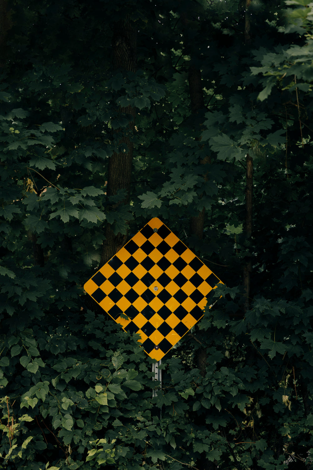 dead end road sign among green tree branches