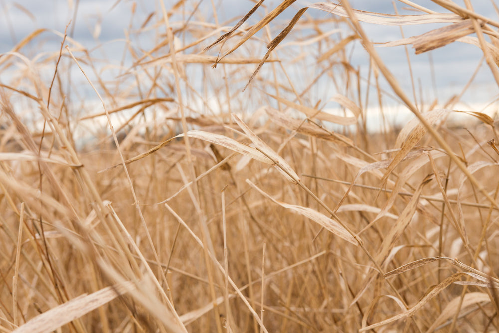 dead grass field