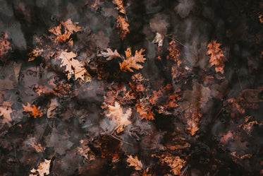 dead leaves lay on dark waters