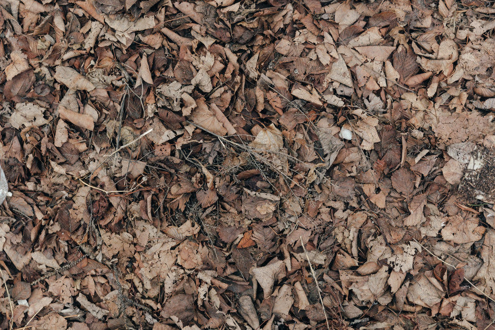 dead leaves texture
