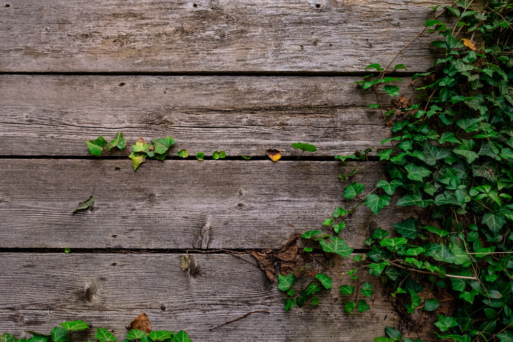 deck and vines texture