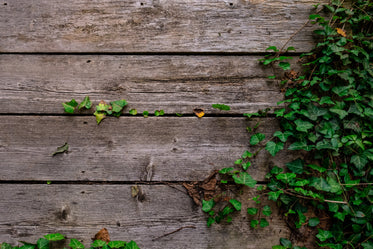 deck and vines texture