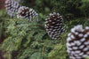 decorated pine cones
