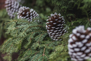 decorated pine cones