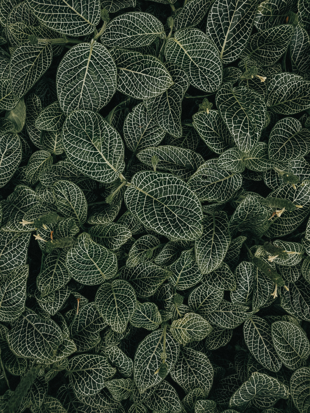 deep green leaves white veins