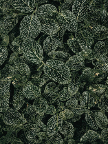 High Res Deep Green Leaves White Veins Picture — Free Images