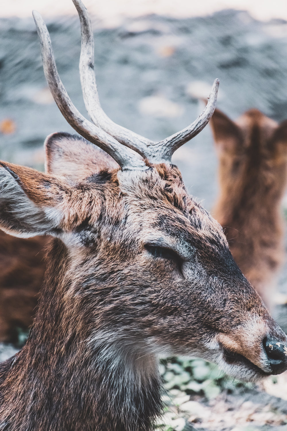 deer headshot