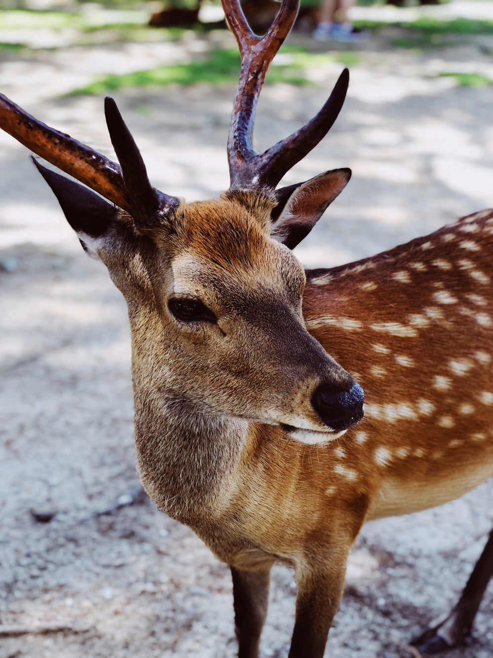 deer in the sun