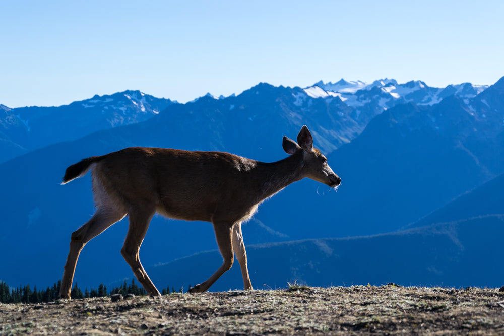 deer walking in mountains