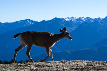 deer walking in mountains