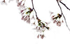 delicate blossoms on cherry tree