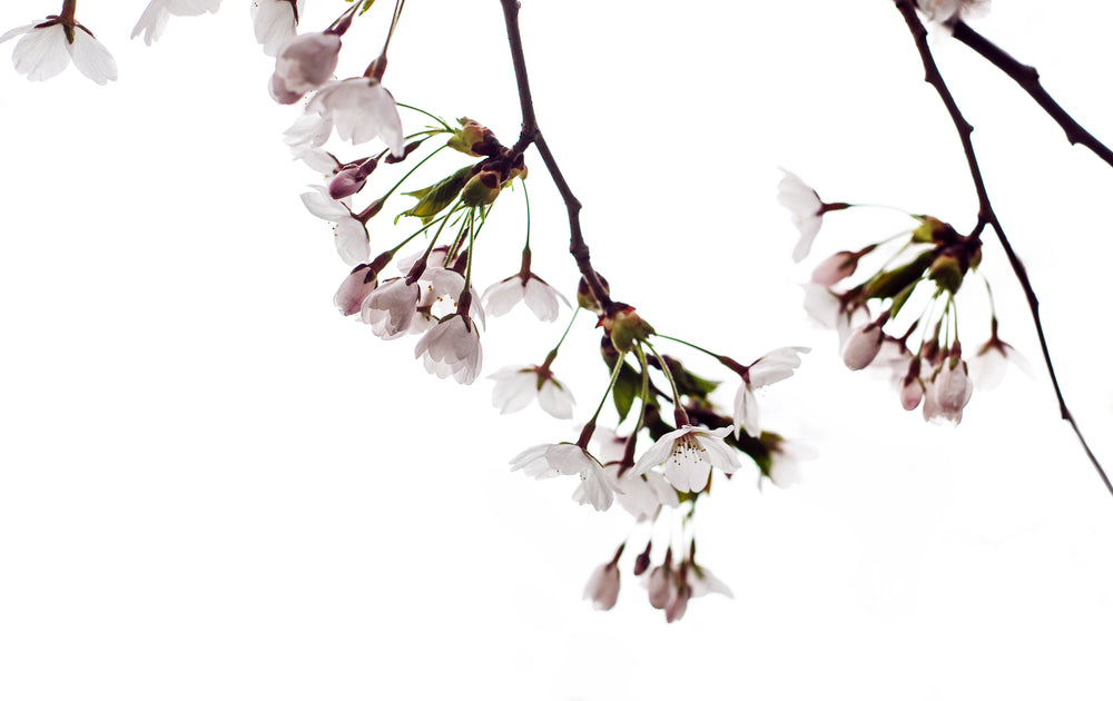 delicate blossoms on cherry tree