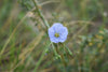 delicate blue wildflower