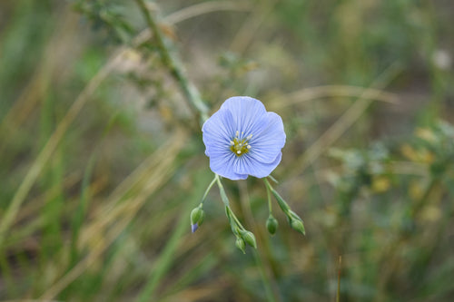 delicate blue wildflower