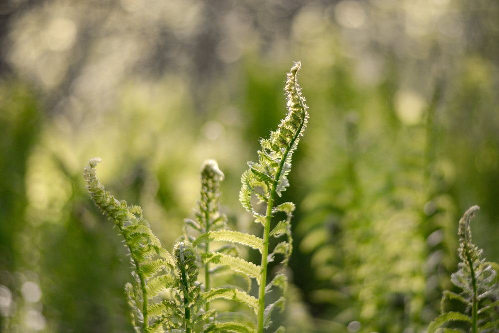 delicate fern frond reaches tall in early morning sunshine