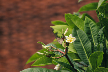 Delicate Flower