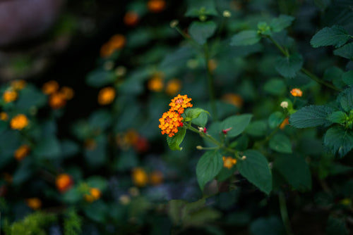 delicate orange flowers
