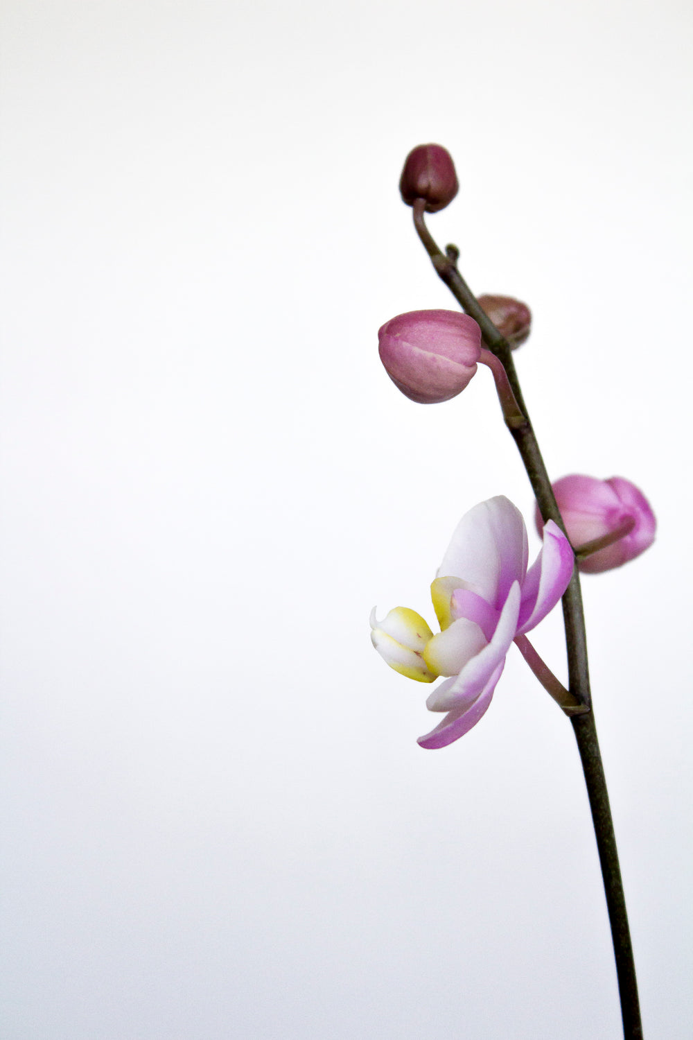 delicate orchid bloom and buds