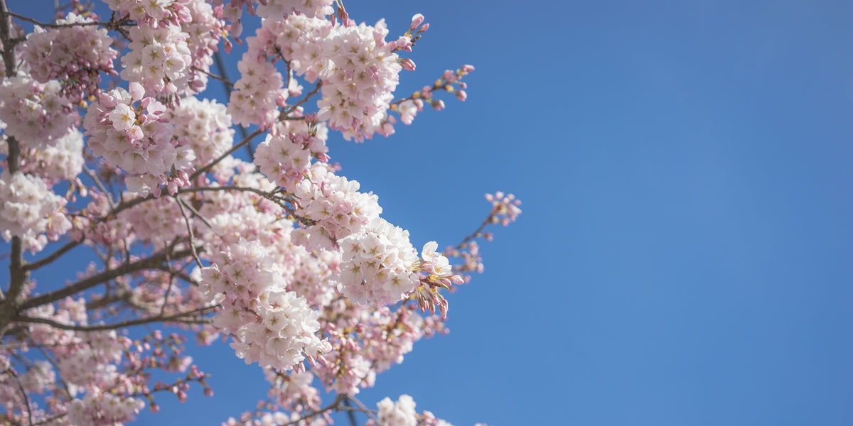 粉红色和白色的樱花映衬着蓝天