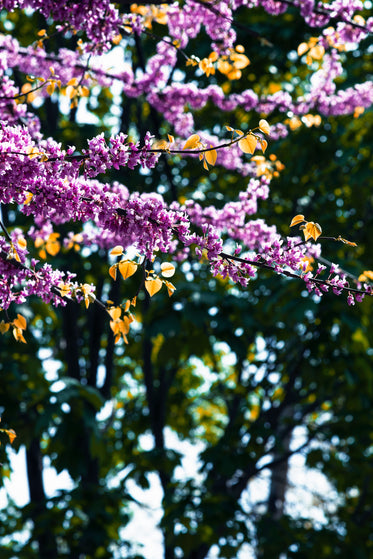 delicate pink flowers with yellow leaves