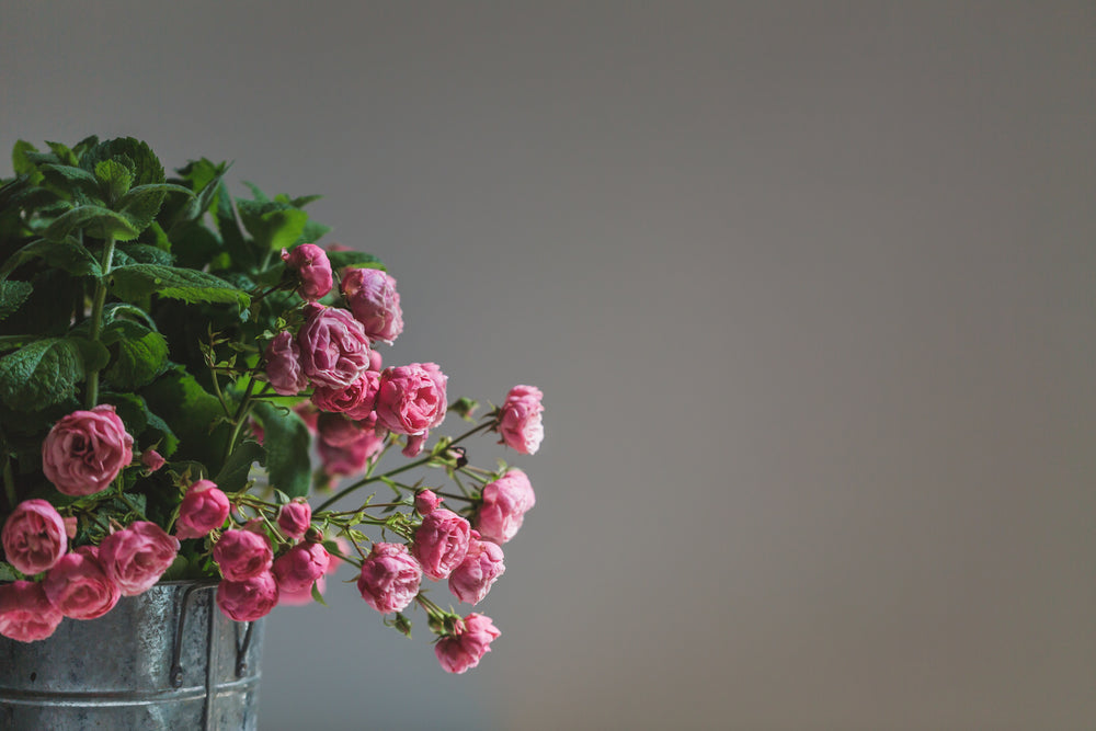 rosas cor de rosa delicadas