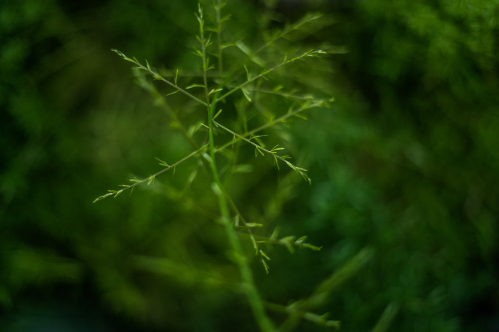 delicate plant life