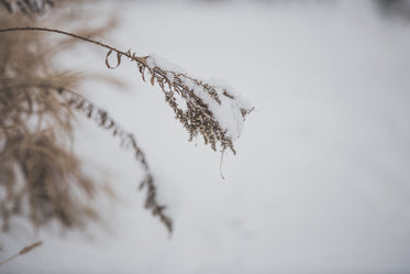 delicate snow on dried grass