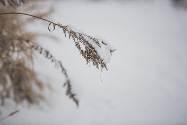 Free Delicate Snow On Dried Grass Image: Stunning Photography
