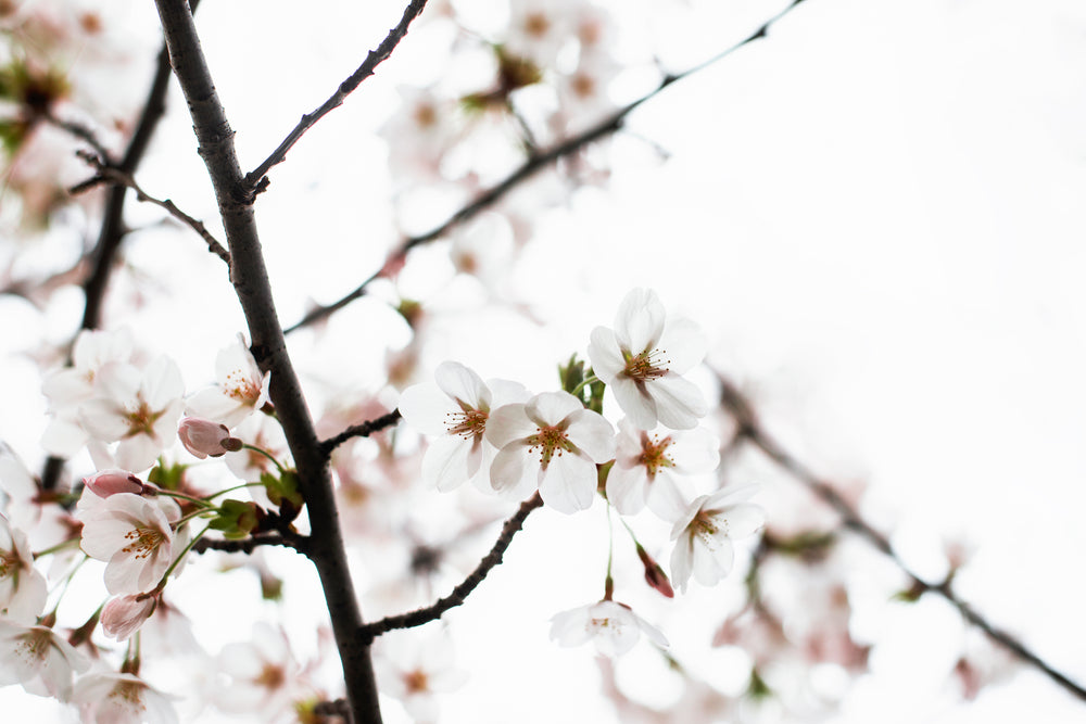 delicate tree blossoms