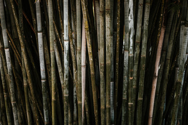 dense bamboo stand