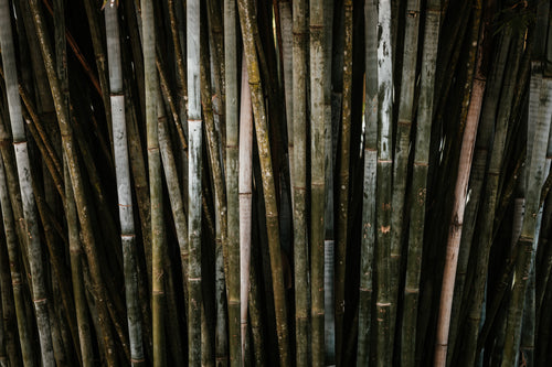dense bamboo stand