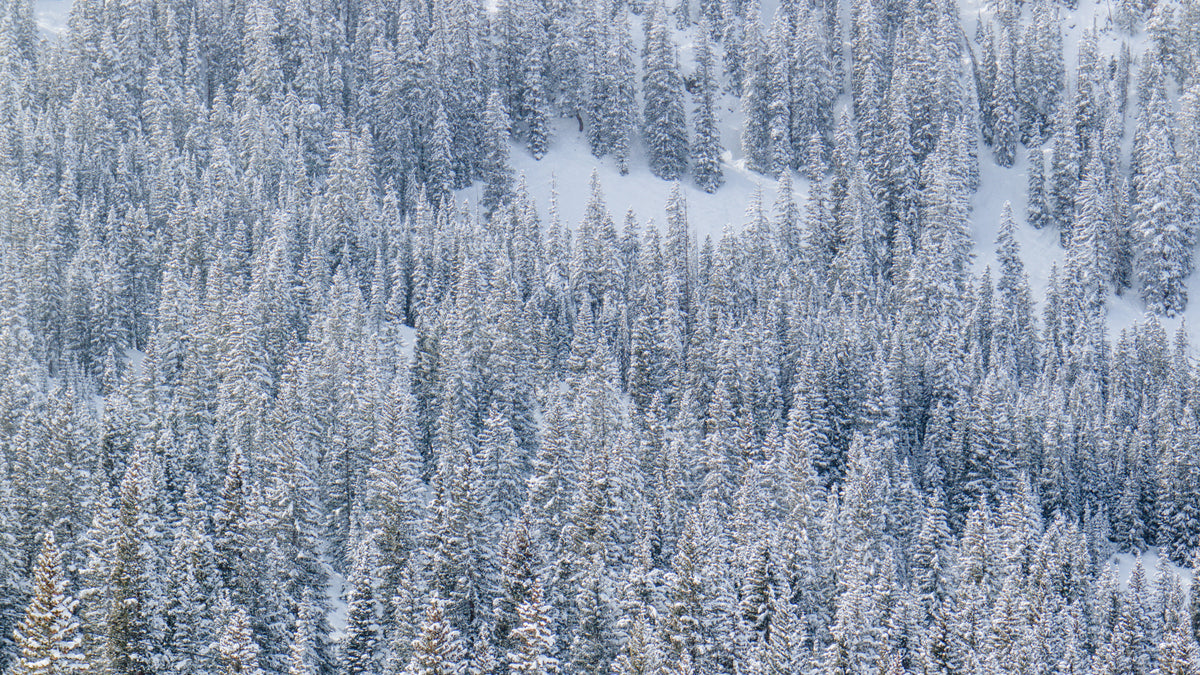 dense forest cloaked in fresh white snow