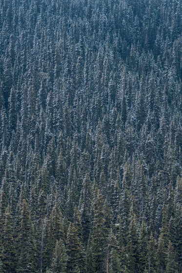 dense forest of pine trees dusted with snow