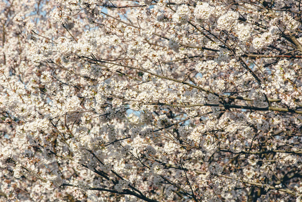 dense full bloomed cherry blossom