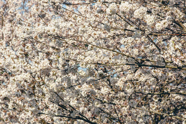 dense full bloomed cherry blossom